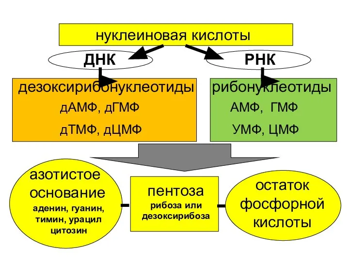 нуклеиновая кислоты дезоксирибонуклеотиды рибонуклеотиды ДНК РНК дАМФ, дГМФ АМФ, ГМФ дТМФ, дЦМФ