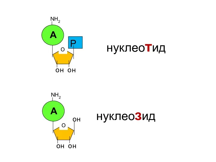 он он NН2 Р О А он он NН2 О А он нуклеотид нуклеозид