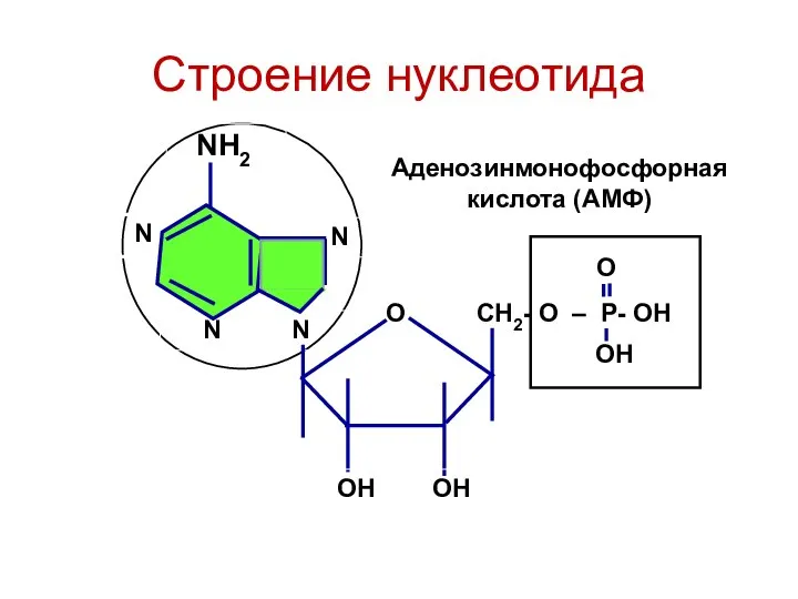 N N N NH2 N Строение нуклеотида О СН2- О – Р-