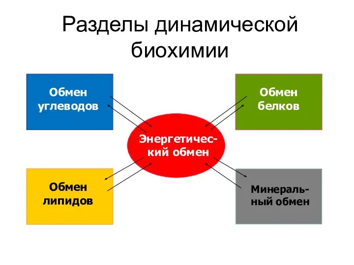 Разделы динамической биохимии Обмен углеводов Обмен липидов Обмен белков Минераль-ный обмен Энергетичес-кий обмен