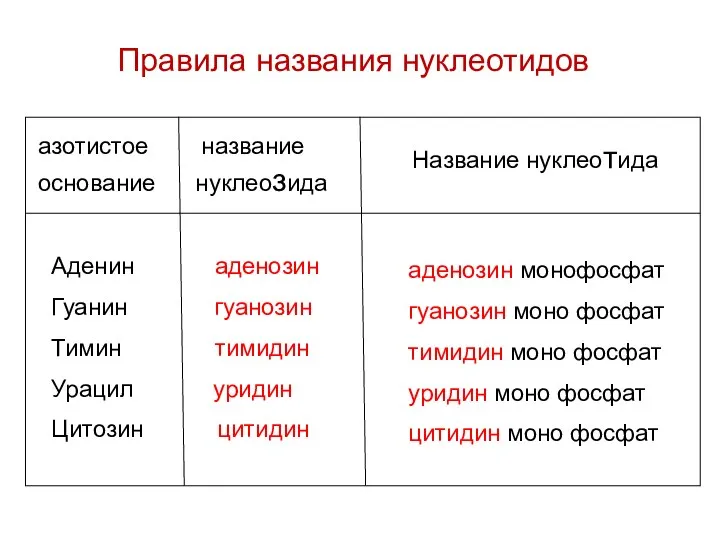 азотистое название основание нуклеозида Аденин аденозин Гуанин гуанозин Тимин тимидин Урацил уридин