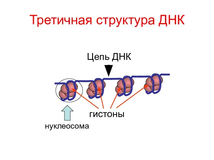 Третичная структура ДНК гистоны Цепь ДНК нуклеосома