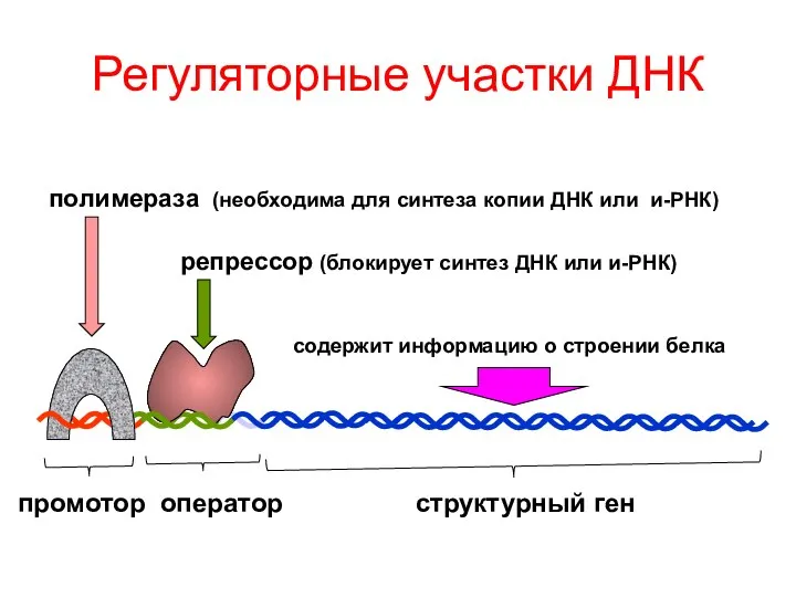 Регуляторные участки ДНК промотор оператор структурный ген полимераза (необходима для синтеза копии