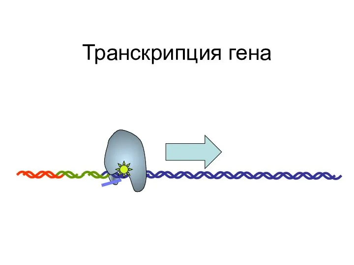 Транскрипция гена