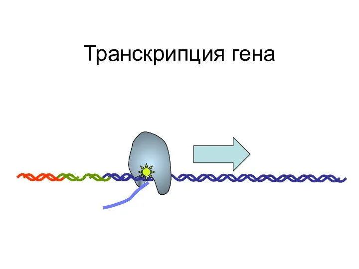 Транскрипция гена