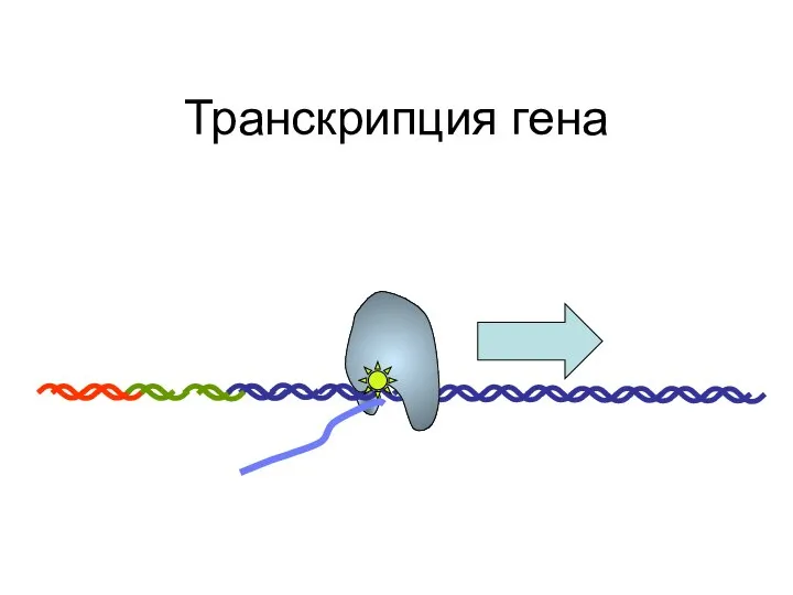 Транскрипция гена