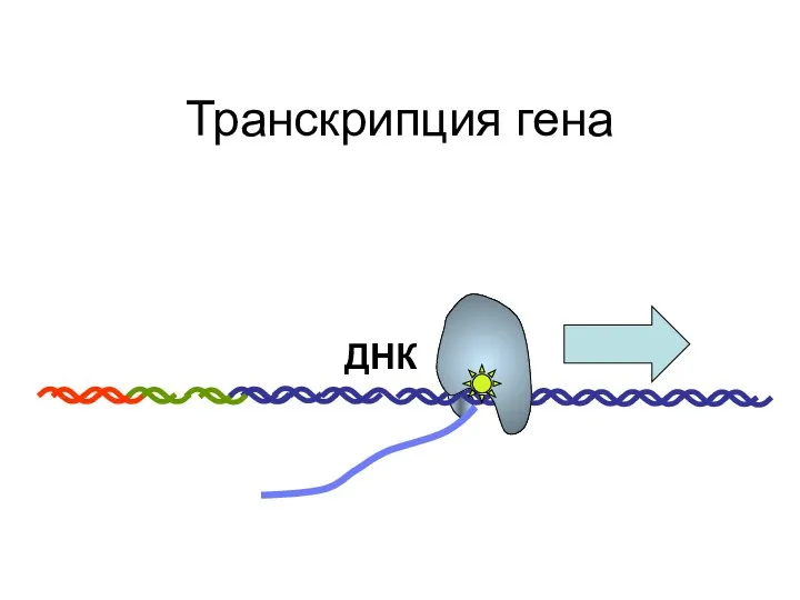 Транскрипция гена ДНК