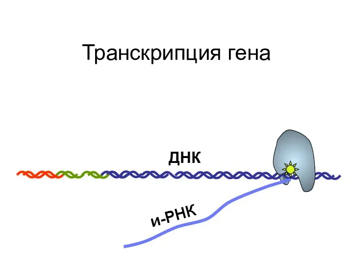 Транскрипция гена и-РНК ДНК