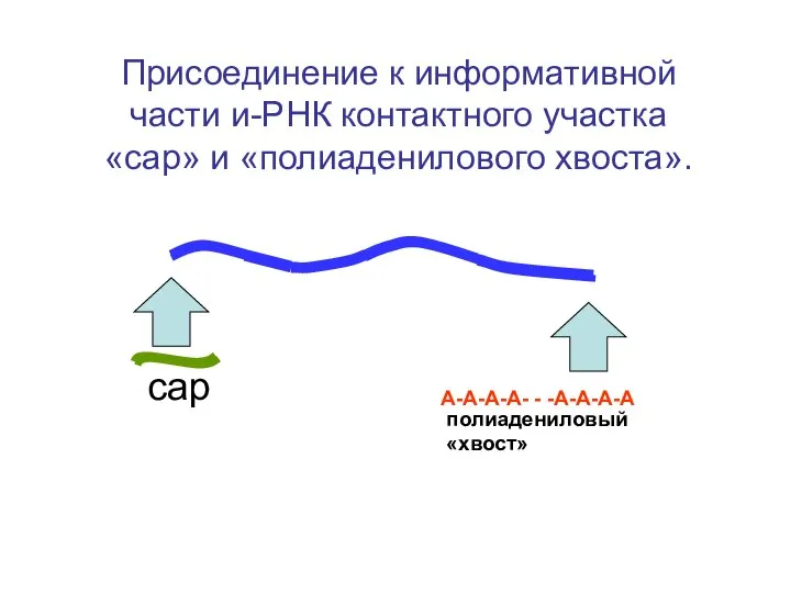 А-А-А-А- - -А-А-А-А сар полиадениловый «хвост» Присоединение к информативной части и-РНК контактного