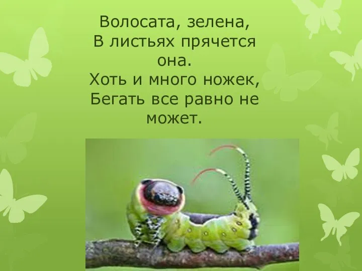 Волосата, зелена, В листьях прячется она. Хоть и много ножек, Бегать все равно не может.