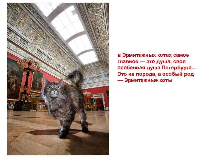 в Эрмитажных котах самое главное — это душа, своя особенная душа Петербурга…