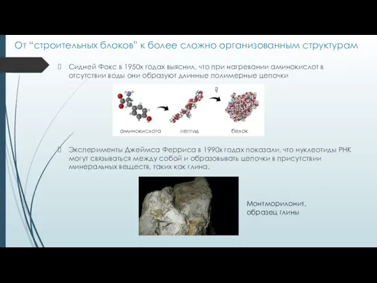 От “строительных блоков” к более сложно организованным структурам Сидней Фокс в 1950х