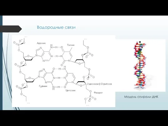 Водородные связи Модель спирали ДНК