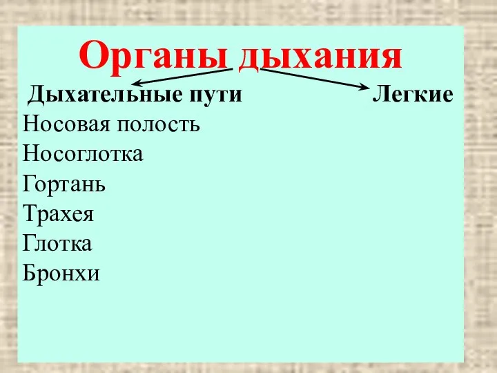 Органы дыхания Дыхательные пути Легкие Носовая полость Носоглотка Гортань Трахея Глотка Бронхи