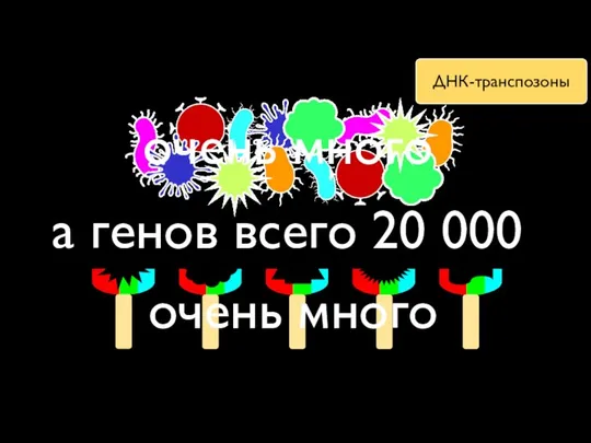 очень много очень много а генов всего 20 000