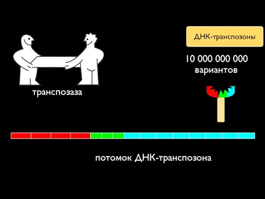 транспозаза потомок ДНК-транспозона 10 000 000 000 вариантов