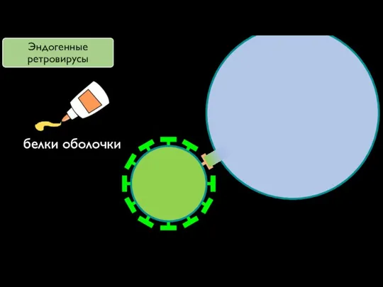 белки оболочки