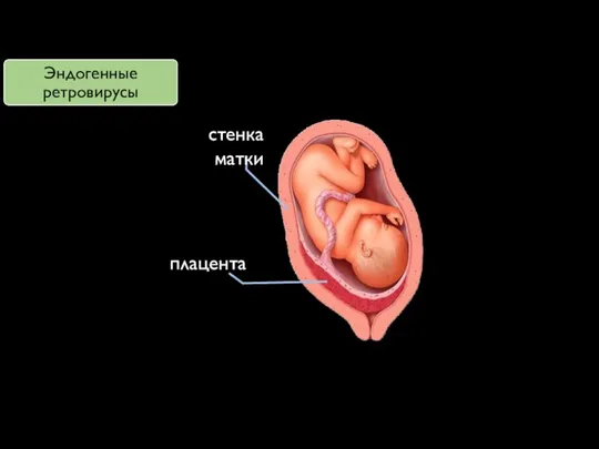 стенка матки плацента