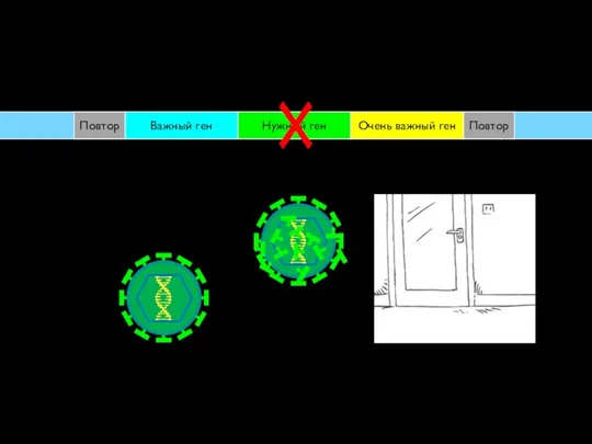 Повтор Повтор Важный ген Нужный ген Очень важный ген