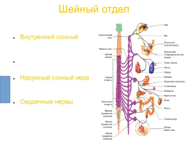 Внутренний сонный нерв (внутреннее сонное сплетение) гортанно-глоточное сплетение Наружный сонный нерв (наружное
