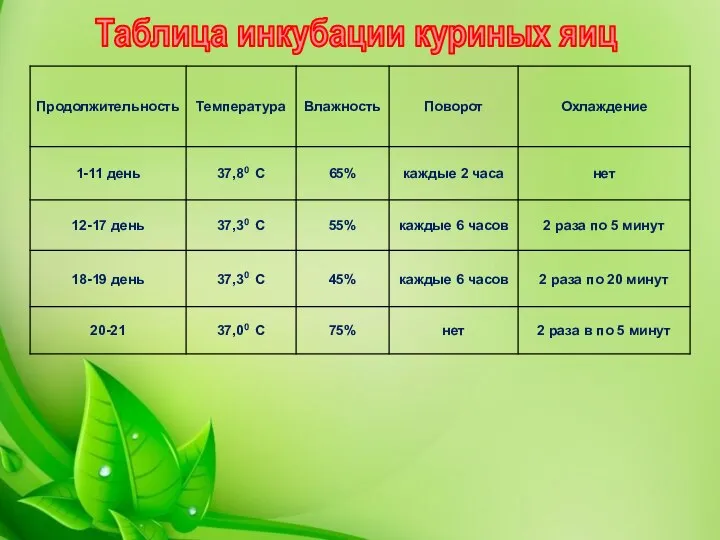 Таблица инкубации куриных яиц