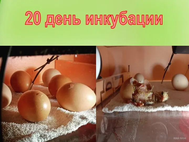 20 день инкубации