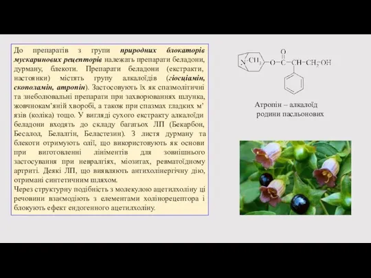 До препаратів з групи природних блокаторів мускаринових рецепторів належать препарати беладони, дурману,