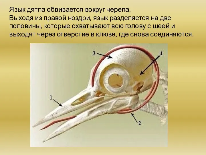 Язык дятла обвивается вокруг черепа. Выходя из правой ноздри, язык разделяется на