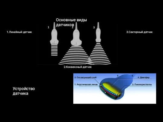 1 2 3 Основные виды датчиков 1.Линейный датчик 2.Конвексный датчик 3.Секторный датчик Устройство датчика