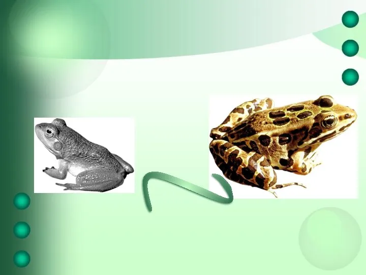 Тема урока Лягушки и жабы