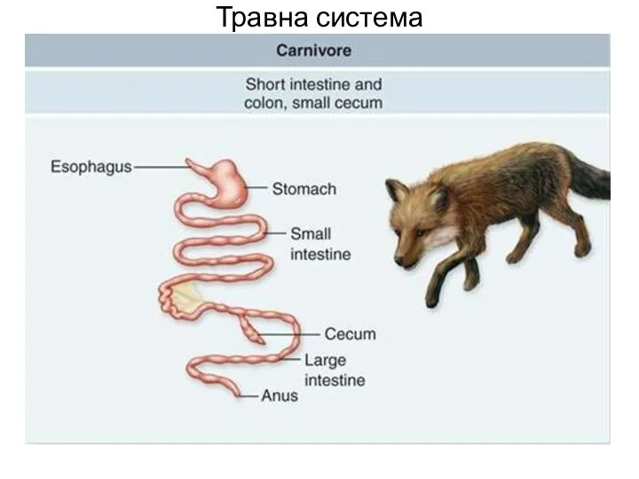 Травна система