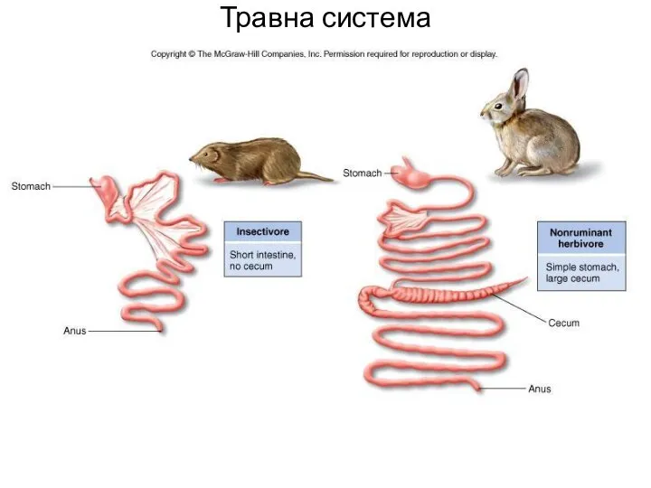 Травна система