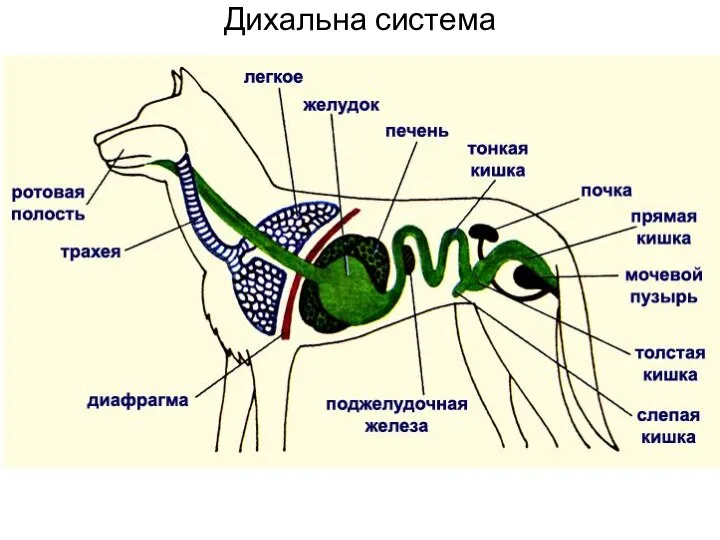 Дихальна система