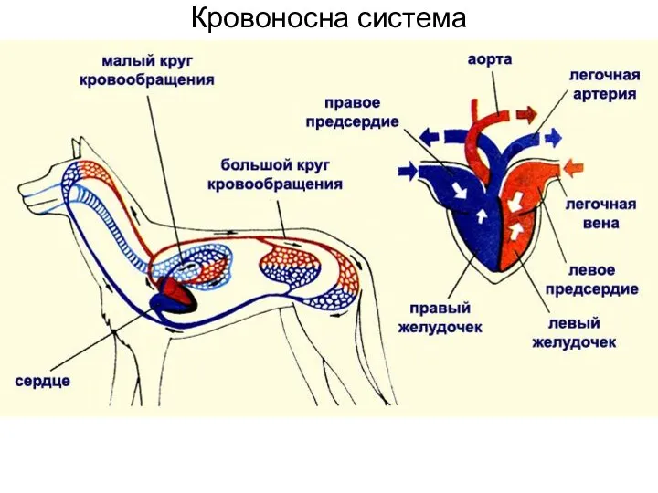 Кровоносна система