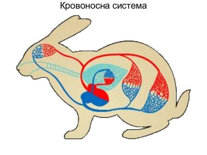 Кровоносна система