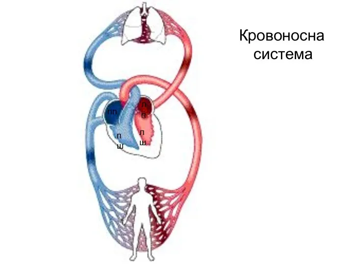 Кровоносна система пп пш лп лш