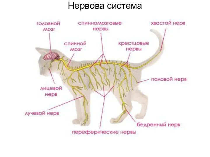 Нервова система