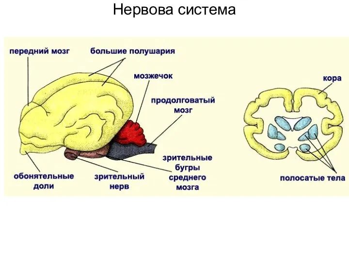 Нервова система