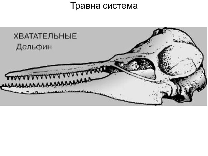 Травна система