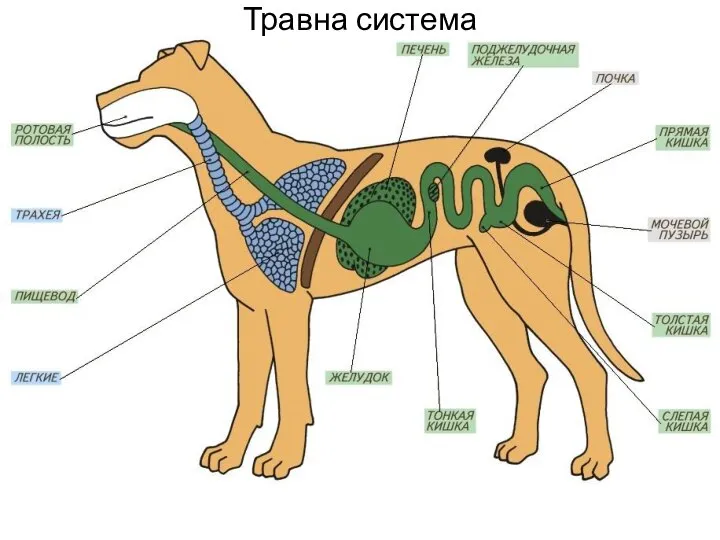 Травна система