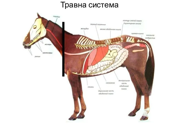 Травна система