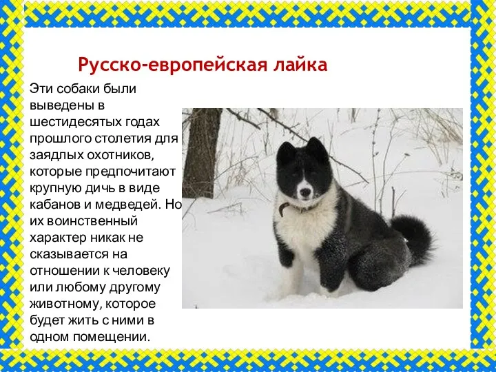 Русско-европейская лайка Эти собаки были выведены в шестидесятых годах прошлого столетия для