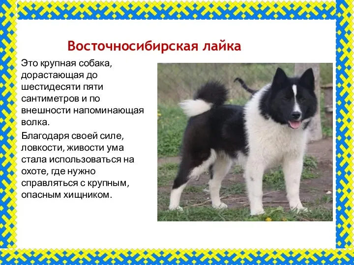Восточносибирская лайка Это крупная собака, дорастающая до шестидесяти пяти сантиметров и по