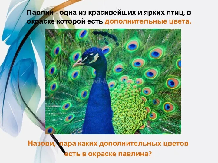 Павлин - одна из красивейших и ярких птиц, в окраске которой есть