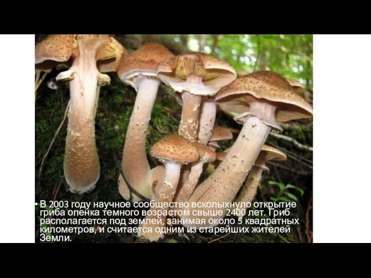 В 2003 году научное сообщество всколыхнуло открытие гриба опенка темного возрастом свыше