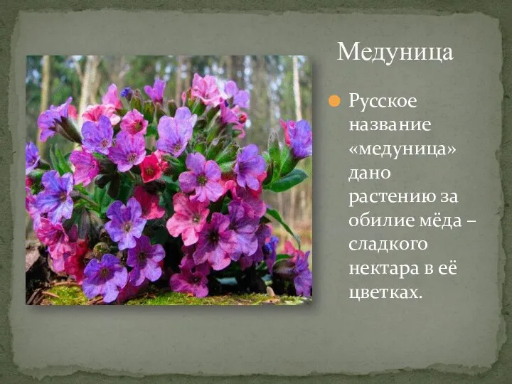 Медуница Русское название «медуница» дано растению за обилие мёда – сладкого нектара в её цветках.