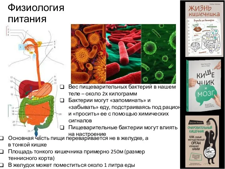 Физиология питания Основная часть пищи переваривается не в желудке, а в тонкой