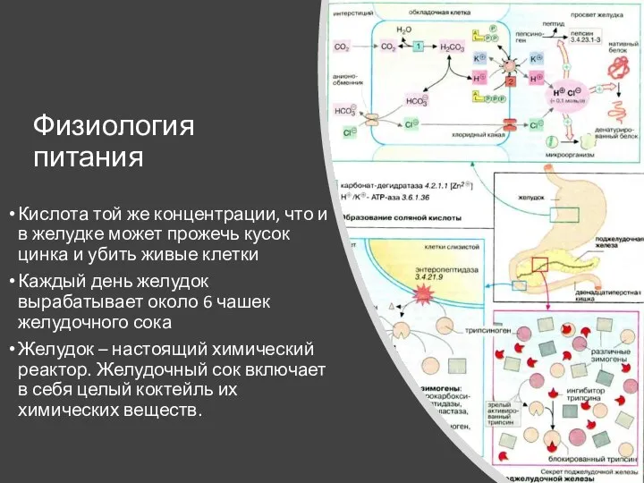 Физиология питания Кислота той же концентрации, что и в желудке может прожечь