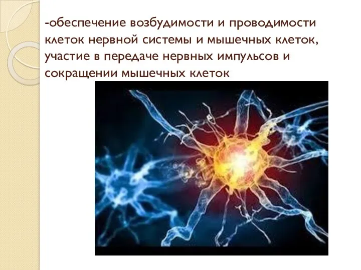 -обеспечение возбудимости и проводимости клеток нервной системы и мышечных клеток, участие в