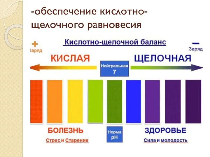 -обеспечение кислотно-щелочного равновесия